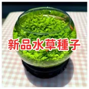 【新品水草種子】魚缸前景草籽 快速成景 免CO2 好養活 水族造景 迷你矮珍珠 牛毛氈 挖耳草 地毯草皮 水草缸