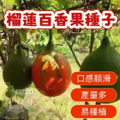 🔥榴蓮百香果種子BXG-7 西番蓮種子 時計果、時鐘果Passion Fruit多汁可口,果實飽滿薄皮四季盆栽水果種子