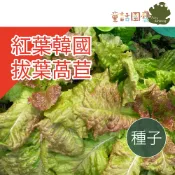 【台灣】【花園夢想家】紅葉韓國拔葉萵苣種子-(韓國烤肉使用生菜)  甜脆無苦味  川燙炒食煮湯皆可  童話園藝