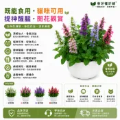 現貨【五色花開花薄荷 提神盆栽】🔥紫花貓薄荷盆栽 會開花的薄荷 耐熱好養土荊芥香草盆栽花期特長久芳香 驅蚊驅蟲貓咪舒壓神