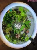 【可開發票】古法缸水族支架燈座led植物燈魚缸燈瓦缸水缸花盆陶缸爆藻燈夾子