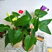芊艸手作/ 草花系列苔球 - 火鶴花(四色)