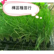 E01粉蔥苗 四季蔥 粗根蔥 蔥油餅的好搭檔，蔥苗