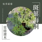 植得｜斑葉海桐｜多年生常綠小灌木