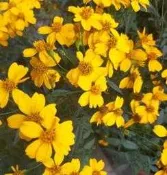 花花世界_香草植物**芳香萬壽菊**-香葉萬壽菊/5吋盆/高25-40cm/甜甜淡香 花葉可驅蟲/MA
