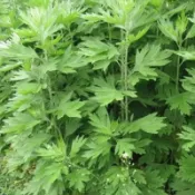 ✨台灣現貨現發艾草種子，香艾絨籽，艾葉香草可食用藥用，四季播種，陽臺庭院採收香草種子