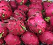 家坤種子專賣店：火龍果種子。紅龍果種子。三角柱仙人掌種子