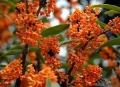 朱砂桂(桂花王.武籐桂花王.紅桂花繁育場)