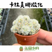 《花田多肉》🌵【卡拉美娜綴化】 1吋盆 仙人掌/多肉植物/石頭玉/多肉/戶外植物/綴化/盆栽/園藝/植栽/防小人