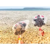 Emily澎湖名產直送🚚 平安龜黑糖棒棒糖 🐢🍭 黑糖 烏龜 棒棒糖