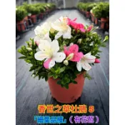霏霏園藝香世之華杜鵑5吋 「細葉品種」(一棵特價260元原價360元