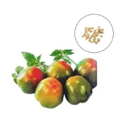 (店+)【蔬菜之家】G114.一點紅大番茄種子0.08克35顆農友933 耐萎凋病、根瘤線蟲 果實整齊 風味佳