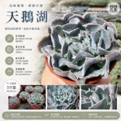 【Xuan肉園】多肉植物       3吋盆【天鵝湖】多肉植物|多肉|療癒小物| 組盆
