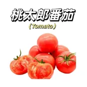 嘉義現貨（日本桃太郎番茄種子）經典品種  中果 抗病強 好照顧 ，高產量，初學者必種盆栽地栽蔬菜種子#果菜TOMATO
