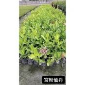 宮粉仙丹/宮粉仙丹苗/永吉種苗園