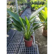 旅人蕉 植物盆栽( 雙株8寸盆) 定價700元