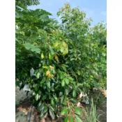 火龍果枝條（哈斯酪梨枝條、無花果枝條自然耕種