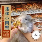 ｜地瓜球的窩窩｜迷你烘乾小閘蟹 倉鼠磨牙 磨牙零食 倉鼠零食 黃金鼠 三線鼠 布丁鼠