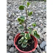 植系青屬-斑葉捲葉榕/觀葉植物/三吋盆