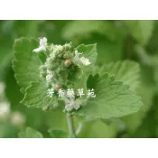 【芳香藥草苑】香草、香藥草種子－荊芥◎貓薄荷(Catnip)﹝一包約100顆﹞