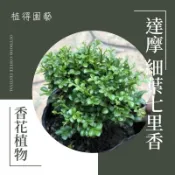植得｜達摩 細葉七里香｜花香常綠小喬木