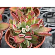 【多肉好好買】紅輝壽 多肉植物 現貨