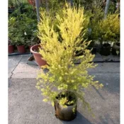 黃金串錢柳植物盆栽☆定價360元☆8寸盆