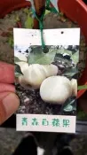 ╭＊田尾玫瑰園＊╯新品種水果苗-(青森白蘋果)5吋盆高1尺250元