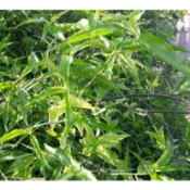 憂遁草盆栽 沙巴蛇草、休頓草、鱷嘴花、青箭、柔刺草、千里追、小接骨，憂遁草