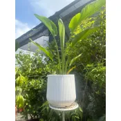 霏霏園藝旅人蕉樹膠盆一棵特價1000元原價1600元（宅配一箱只能一個）