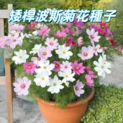 【矮桿波斯菊花種子】大波斯菊矮性品種 庭院陽台盆栽花卉 觀賞植物 易栽種 春秋播種 開花快 耐熱花期長 新手易種植