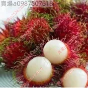 26年 現貨 新種 紅毛丹（50粒）四季播種 陽台盆栽小院種植 高產水果種子 四季水果蔬菜種子 超低價