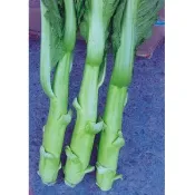 【媽咪蔬果園】、大心芥菜   種子