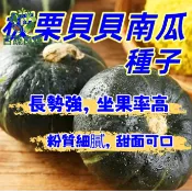 板栗南瓜種子 栗子南瓜 貴族南瓜 日本南瓜 家庭菜園 瓜果種子 陽台盆栽 庭院栽種 爬藤植物 蜜南瓜 種子包 蔬果苗
