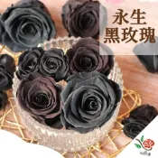 (店+)進口 黑玫瑰 玫瑰 極度花燥 花材 主花 永生花 乾燥花 不凋花 玫瑰花 黑色 畢業季 畢業 七夕 情人節