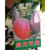 【小農之家】中果愛文芒果嫁接苗｜約40cm｜香甜好吃｜熱門芒果品種｜家庭果園種植