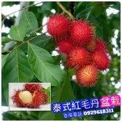 泰國紅毛丹✅嫁接.靠接.粗大苗盆栽✅ 紅毛丹 黃毛丹苗 紅毛丹苗 樹苗 果苗 矮化果樹 矮生盆栽 矮化盆栽 水果苗