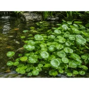 繁花園藝 金錢草 水草 水族箱 水上草 新手入門 滿額免運