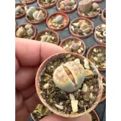 好心晴園藝  1吋盆石頭玉／大顆先出／彩色石頭玉／🈵100元才出貨不含運費