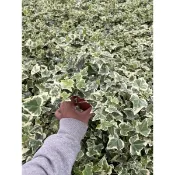 植入日常 斑葉常春藤 全綠常春藤 3吋小品   觀葉植物/網美植物/室內植物/辦公室植物