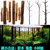 *🔥臺灣魚缸沈木森林樹幹水草造景紅杉木雨林缸裝飾烏龜缸杜鵑根香檳樹枝