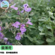 【貓咪最愛】貓薄荷種子 貓草  自家種植新鮮現採 紓壓放鬆 陽台盆栽 新手易種  四季播種新手好養