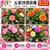 台灣🌺【五彩沙漠玫瑰】🌺沙漠玫瑰盆栽 沙漠玫瑰花苗 稀有沙漠玫瑰 濃香型花卉 原盆原土包成活  陽臺庭院盆栽 四季好養