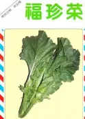 尋花趣-福珍菜（日本芥菜）興農牌中包裝種子 每包約4ml