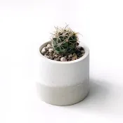 奶茶系列 | 象牙丸 圓形雙色水泥仙人掌植栽