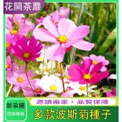 🔥波斯菊種子 多款顏色 超低價 多買多送 陽台庭院室內盆栽多年生觀賞波斯菊籽 花卉大全 驅蚊驅蟲家庭必備