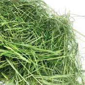 【綠源牧草鋪】隔日達 幼體成體皆可食用草 苜蓿草 提摩西一割二割 燕麥草甜小麥草百幕達草 兔子荷蘭豬龍貓豚鼠陸龟牧草