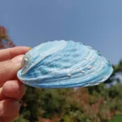 🚀臺灣出貨🚀「泡泡」✩可開發票✩紐西蘭夢幻藍鮑魚殼天然稀有海螺貝殼魚缸水族造景裝潢