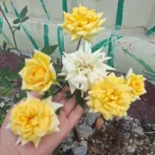 玫瑰花苗（金幣）月季 薔薇 玫瑰花 3～4吋盆