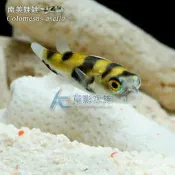 【AC草影】南美娃娃【一隻】